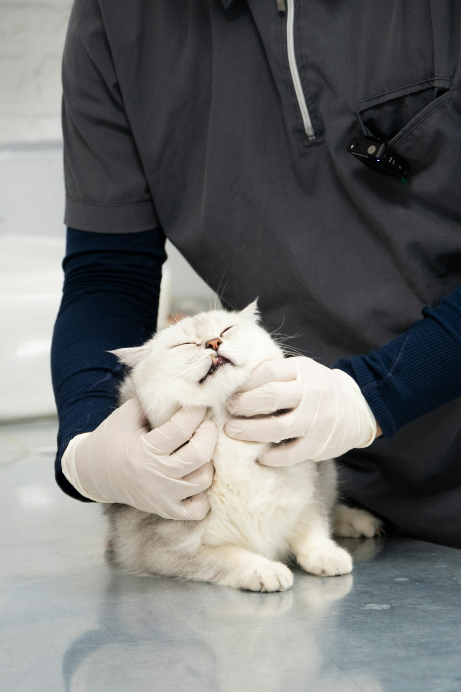 Katze