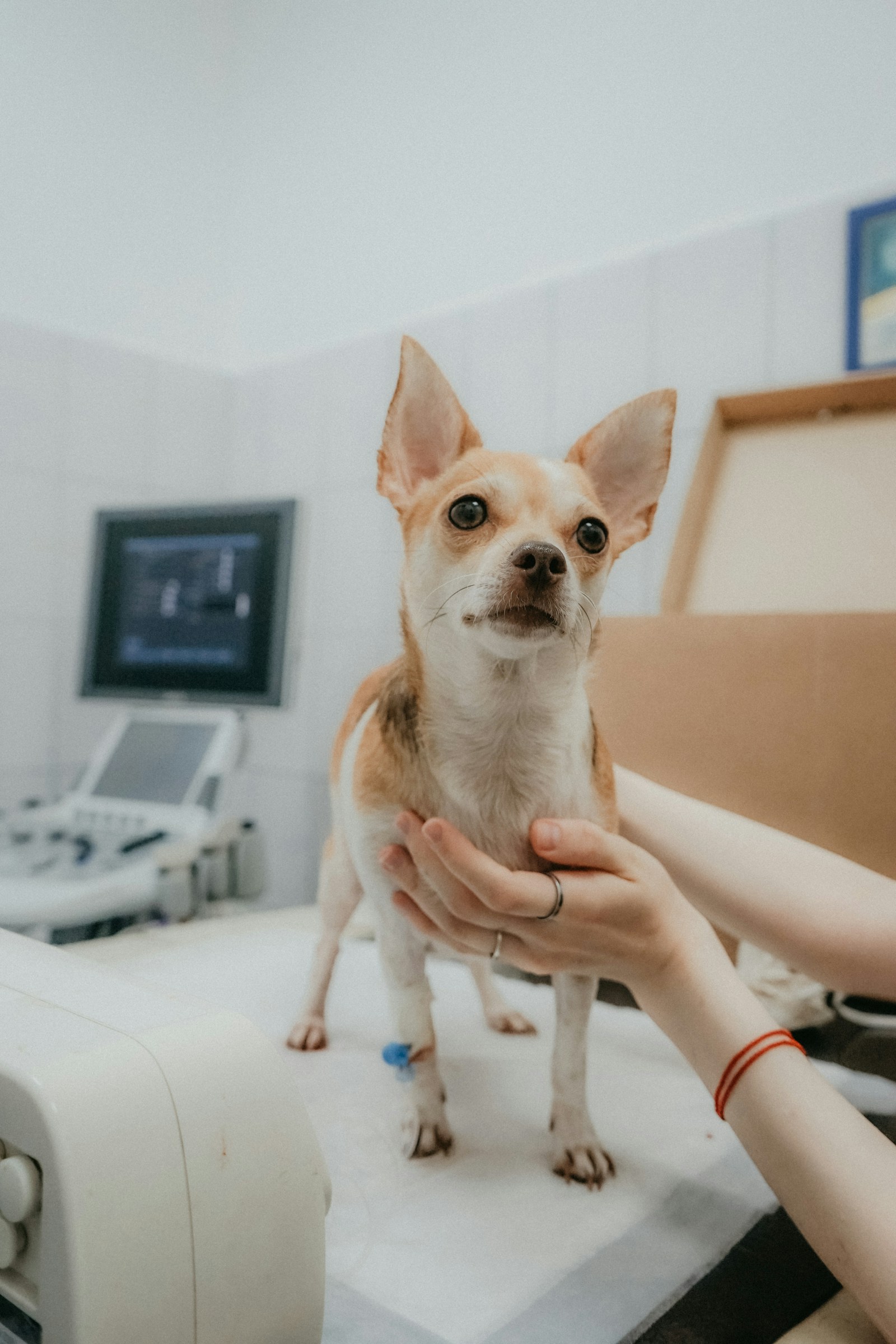 Tierärztin untersucht einen kleinen Hund